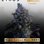 Super Lemon Haze RBX3 (Feminized) - Ethos Genetics