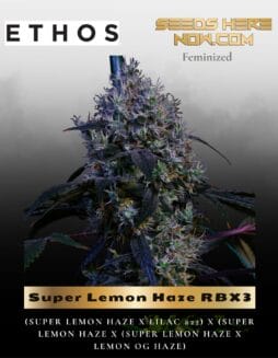 Super Lemon Haze RBX3 (Feminized) (space) Ethos Genetics