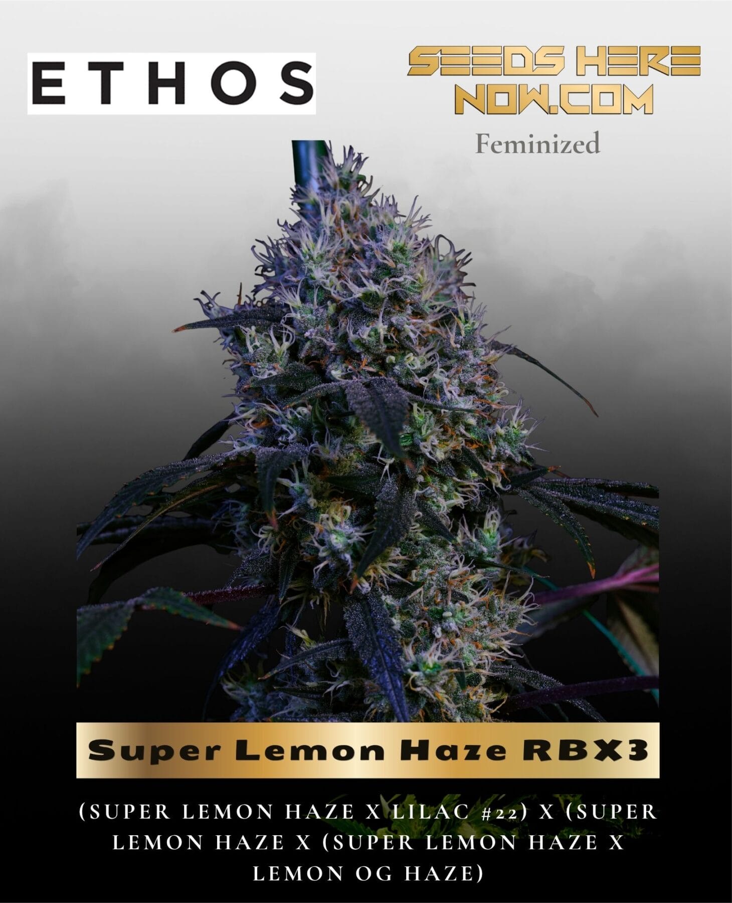 Super Lemon Haze RBX3 (Feminized) - Ethos Genetics