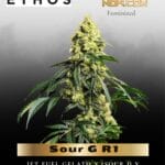 Sour G R1 (Feminized) - Ethos Genetics