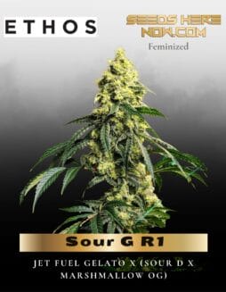 Sour G R1 (Feminized) (space) Ethos Genetics