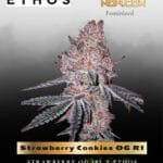 Strawberry Cookies OG R1 (Feminized) - Ethos Genetics
