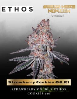 Strawberry Cookies OG R1 (Feminized) (space) Ethos Genetics