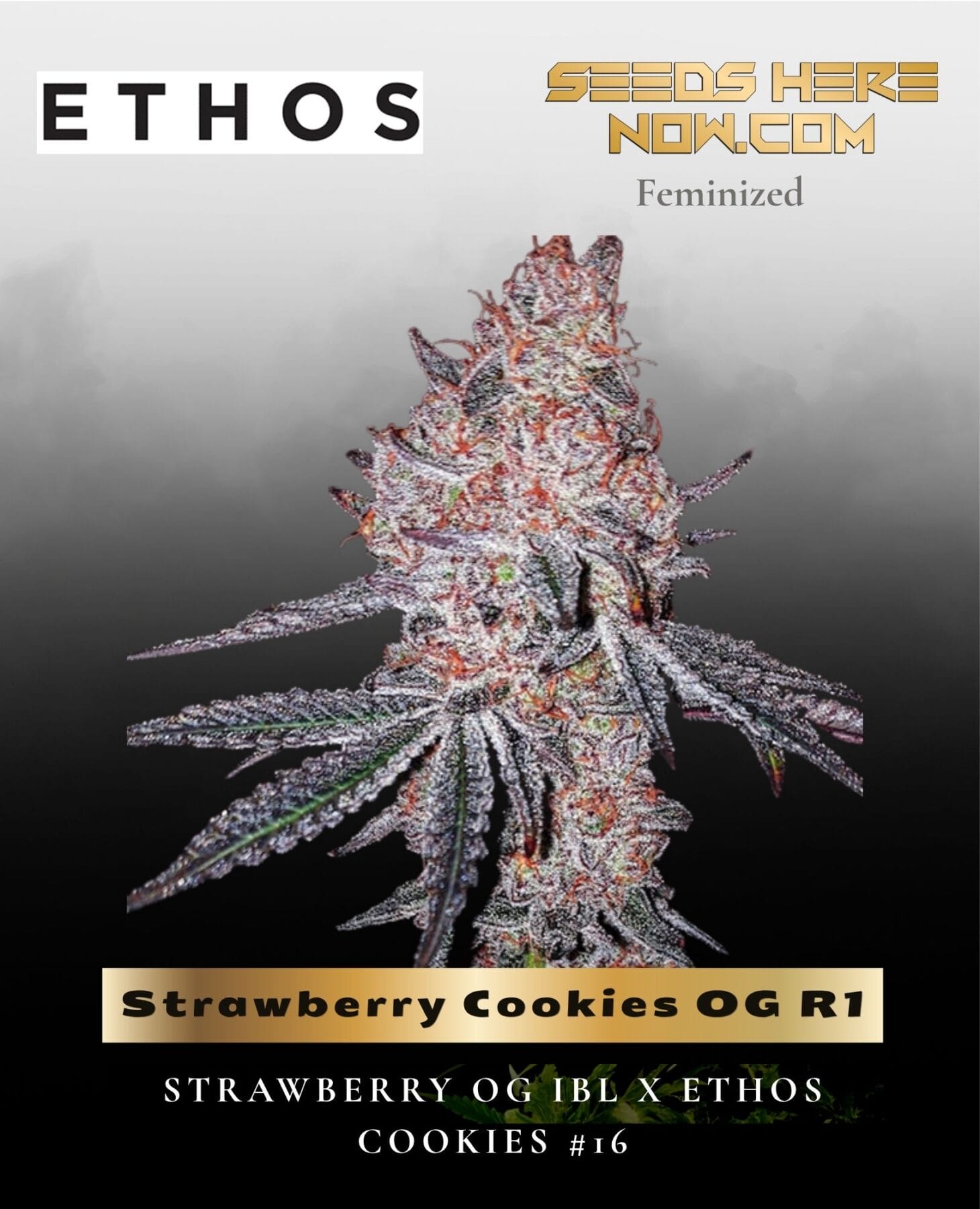 Strawberry Cookies OG R1 (Feminized) - Ethos Genetics