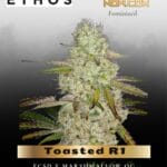 Toasted R1 (Feminized) - Ethos Genetics