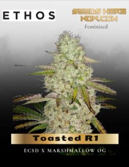 Toasted R1 (Feminized) (space) Ethos Genetics
