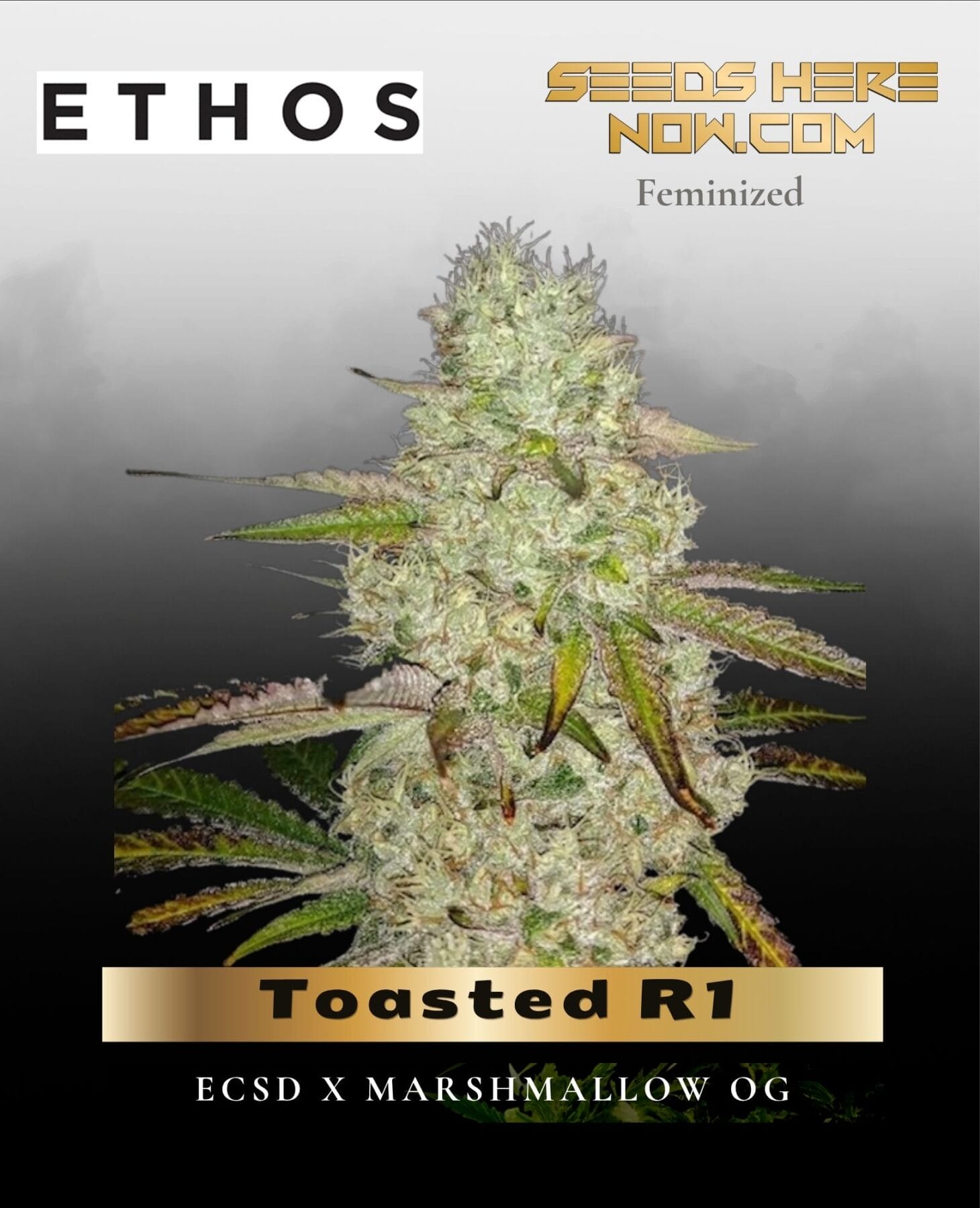 Toasted R1 (Feminized) - Ethos Genetics