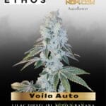 Voila Auto (Feminized) - Ethos Genetics