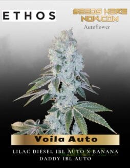 Voila Auto (Feminized) (space) Ethos Genetics