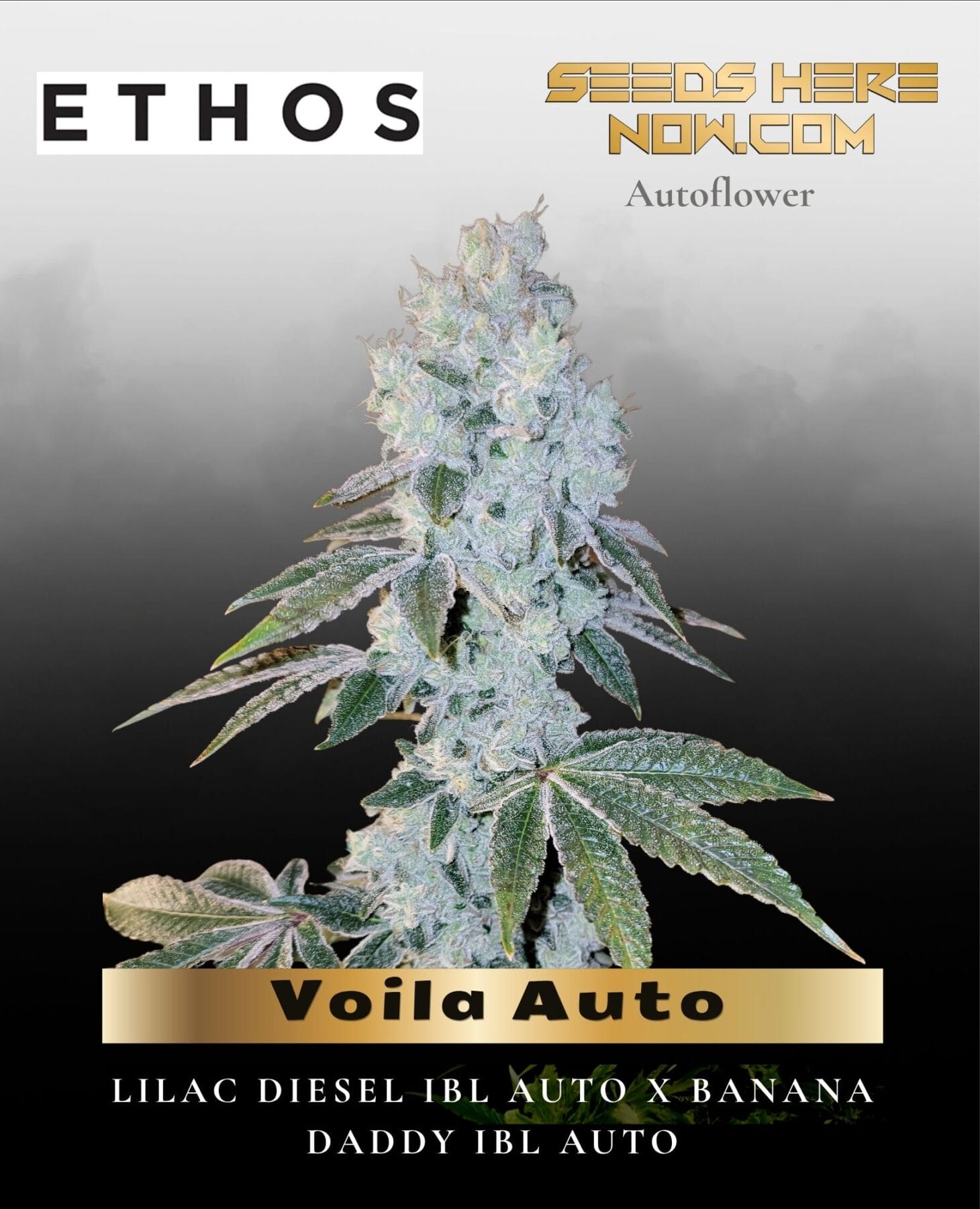 Voila Auto (Feminized) - Ethos Genetics