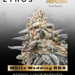 White Wedding RBX (Feminized) - Ethos Genetics