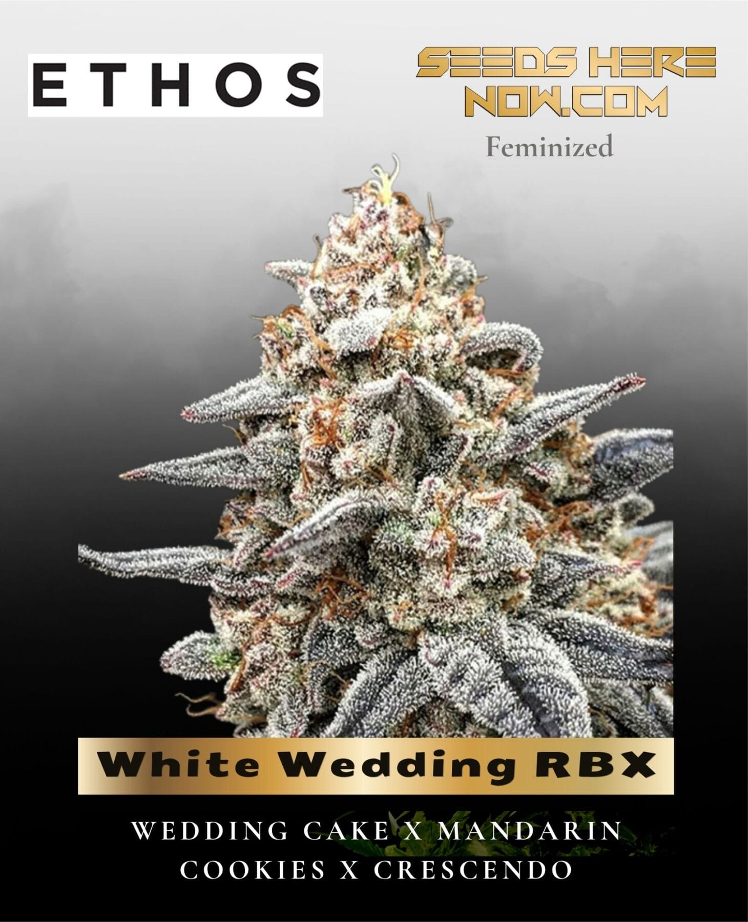 White Wedding RBX (Feminized) - Ethos Genetics
