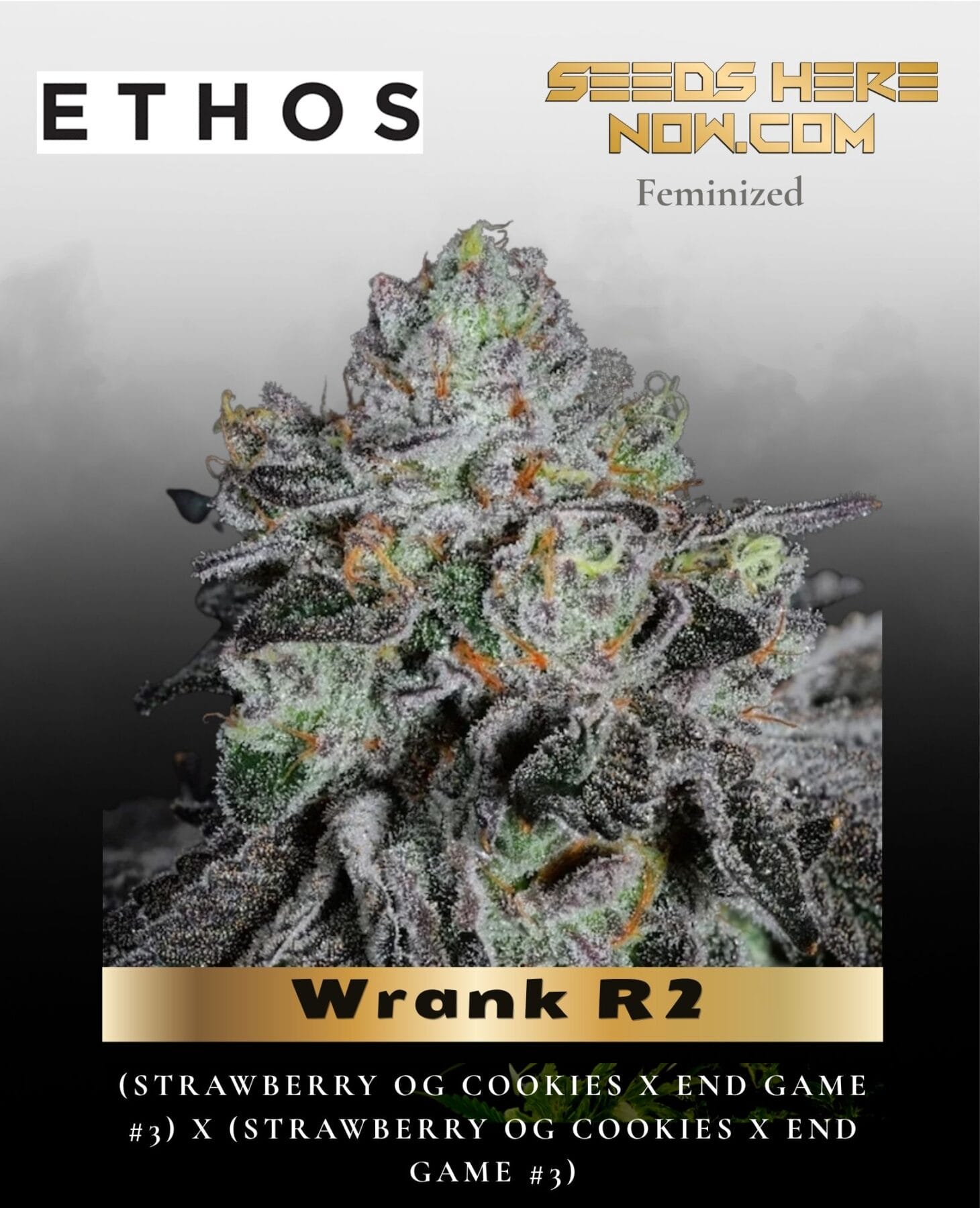 Wrank R2 (Feminized) - Ethos Genetics