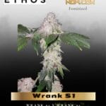 Wrank S1 (Feminized) - Ethos Genetics