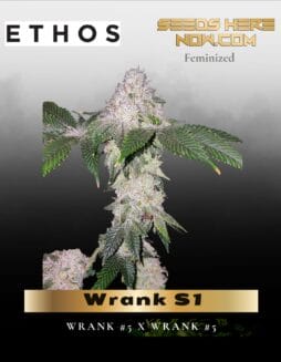 Wrank S1 (Feminized) (space) Ethos Genetics
