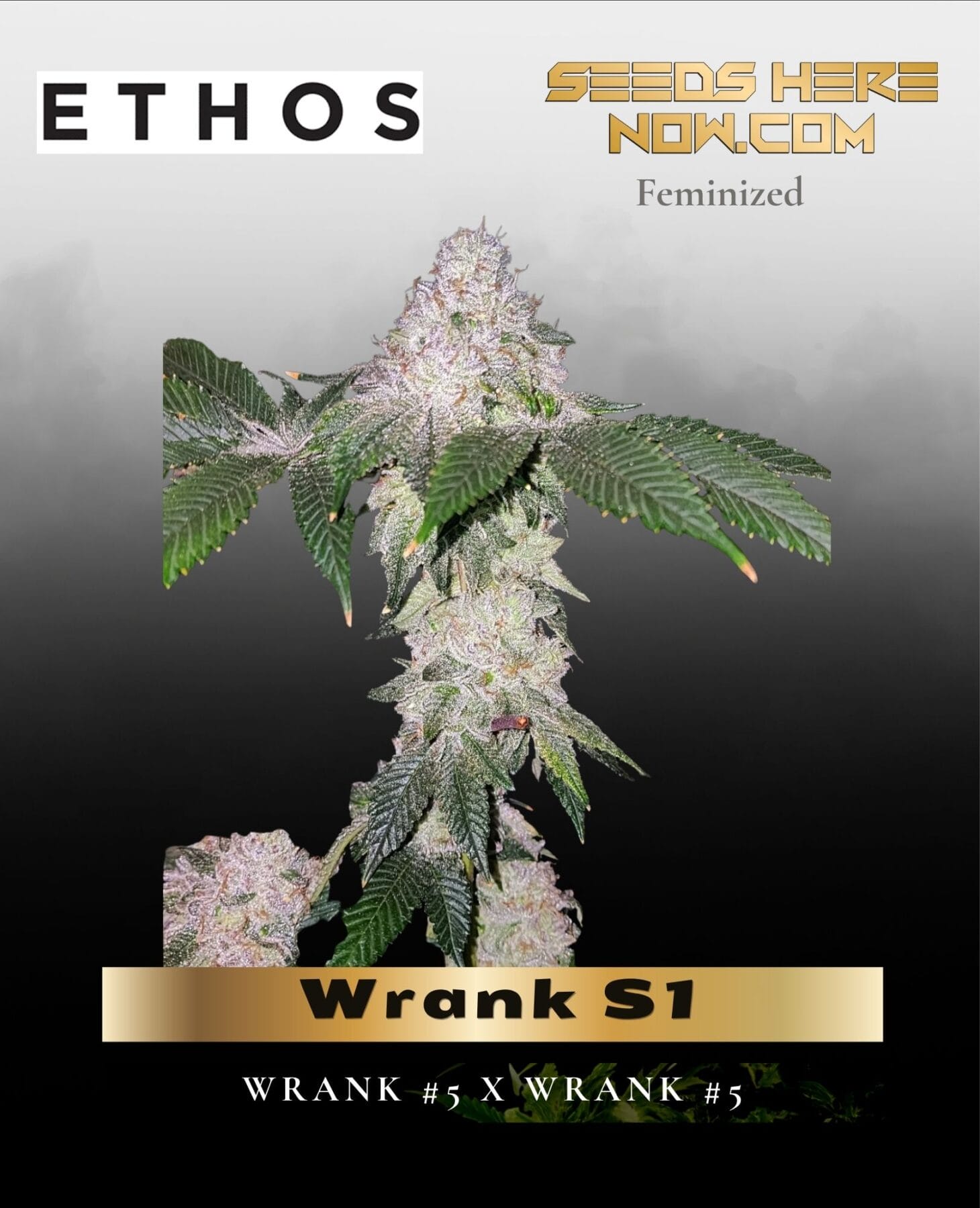 Wrank S1 (Feminized) - Ethos Genetics