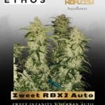 Zweet RBX2 Auto (Feminized) - Ethos Genetics