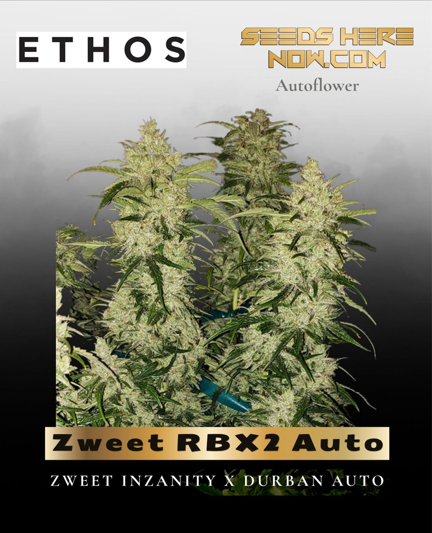Zweet RBX2 Auto (Feminized) - Ethos Genetics