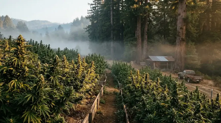 CSI Humboldt Seeds: Why Every Chem Head Needs This Breeder on Their Radar