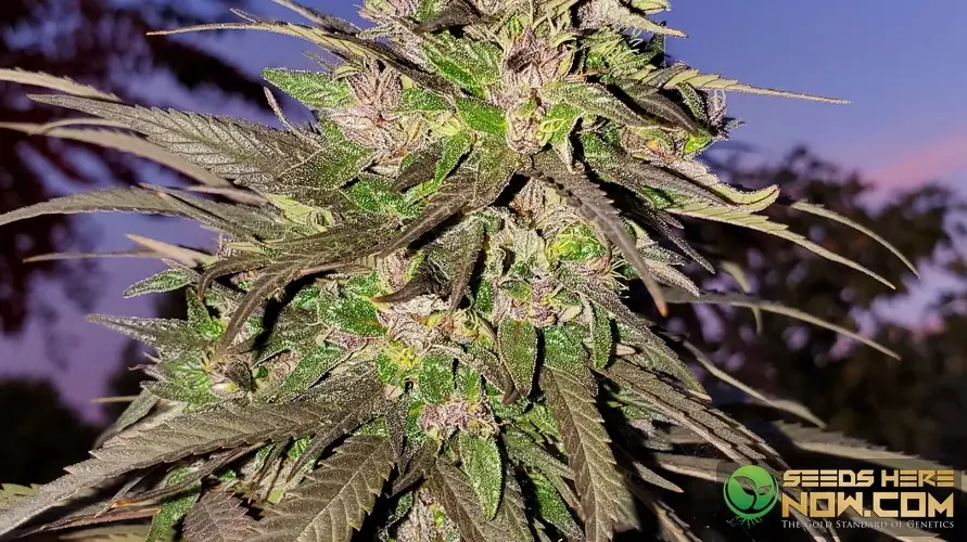 The Complete Guide to Indica Strains cannabis seeds – Seeds Here Now