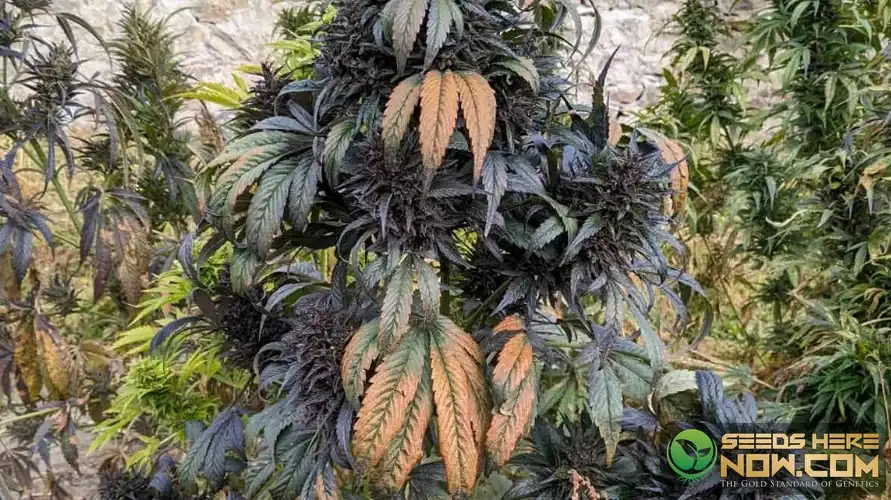 The Complete Guide to Indica Strains cannabis seeds – Seeds Here Now