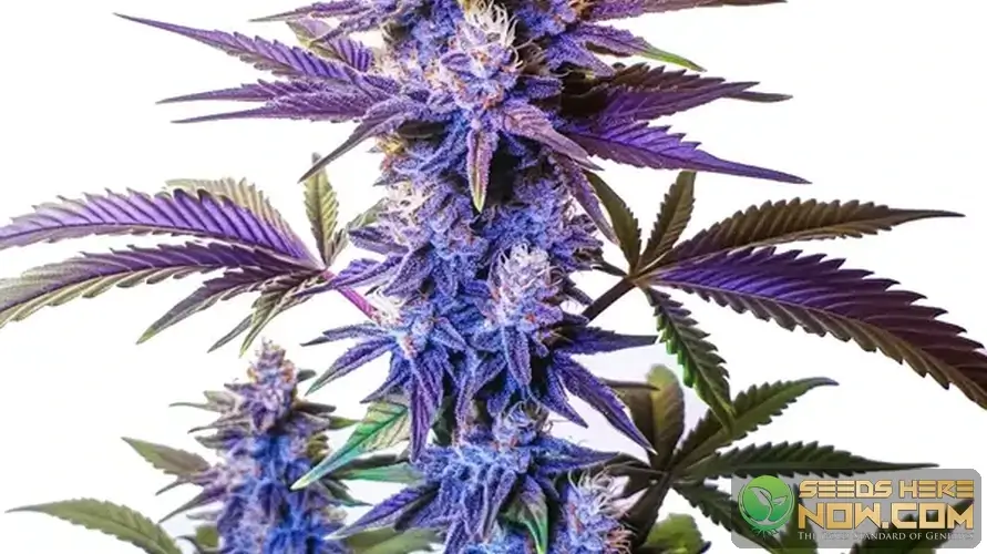 The Complete Guide to Indica Strains cannabis seeds – Seeds Here Now