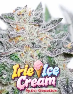 Irie Ice Cream (feminized) (space) Irie Genetics