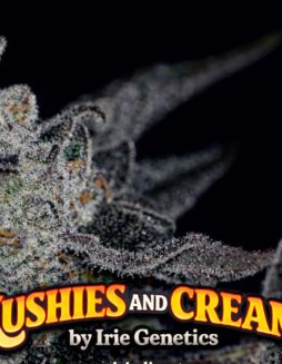 Kushies and Cream (feminized) (space) Irie Genetics