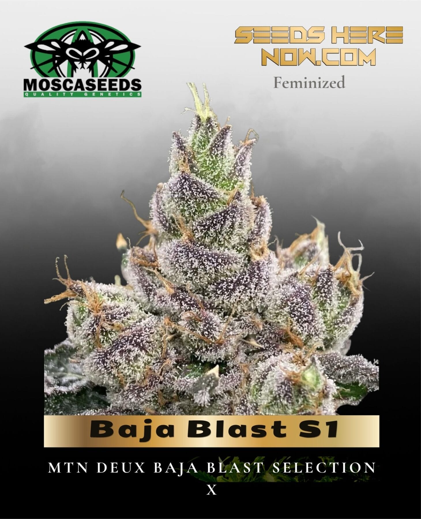 Baja Blast S1 (Feminized) - Mosca Seeds
