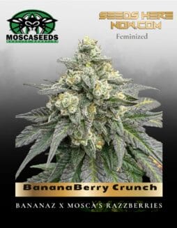 BananaBerry Crunch (Feminized) (space) Mosca Seeds