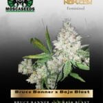 Bruce Banner x Baja Blast (Feminized) - Mosca Seeds