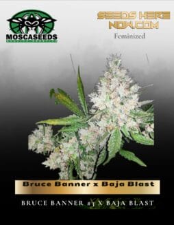 Bruce Banner x Baja Blast (Feminized) (space) Mosca Seeds