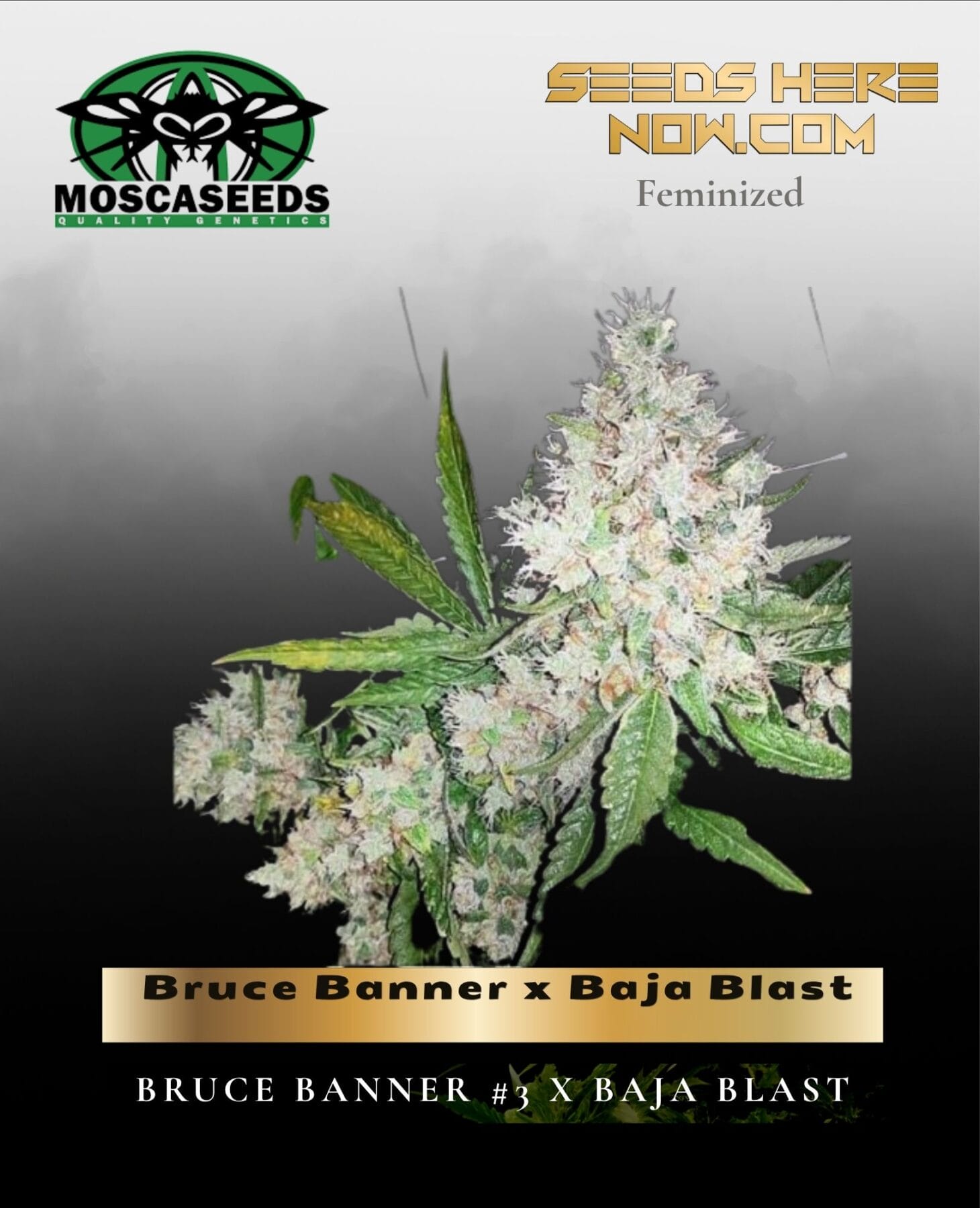 Bruce Banner x Baja Blast (Feminized) - Mosca Seeds