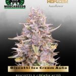 Biscotti Ice Cream Auto (Feminized) - Mosca Seeds