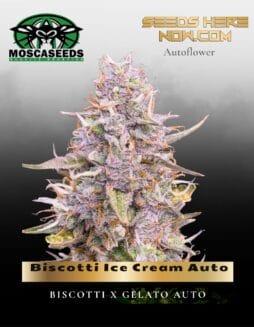 Biscotti Ice Cream Auto (Feminized) (space) Mosca Seeds