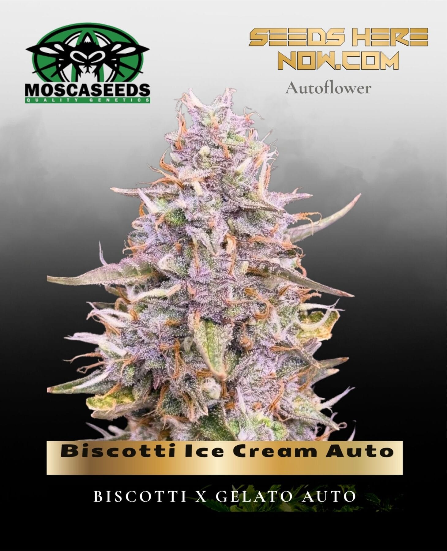 Biscotti Ice Cream Auto (Feminized) - Mosca Seeds