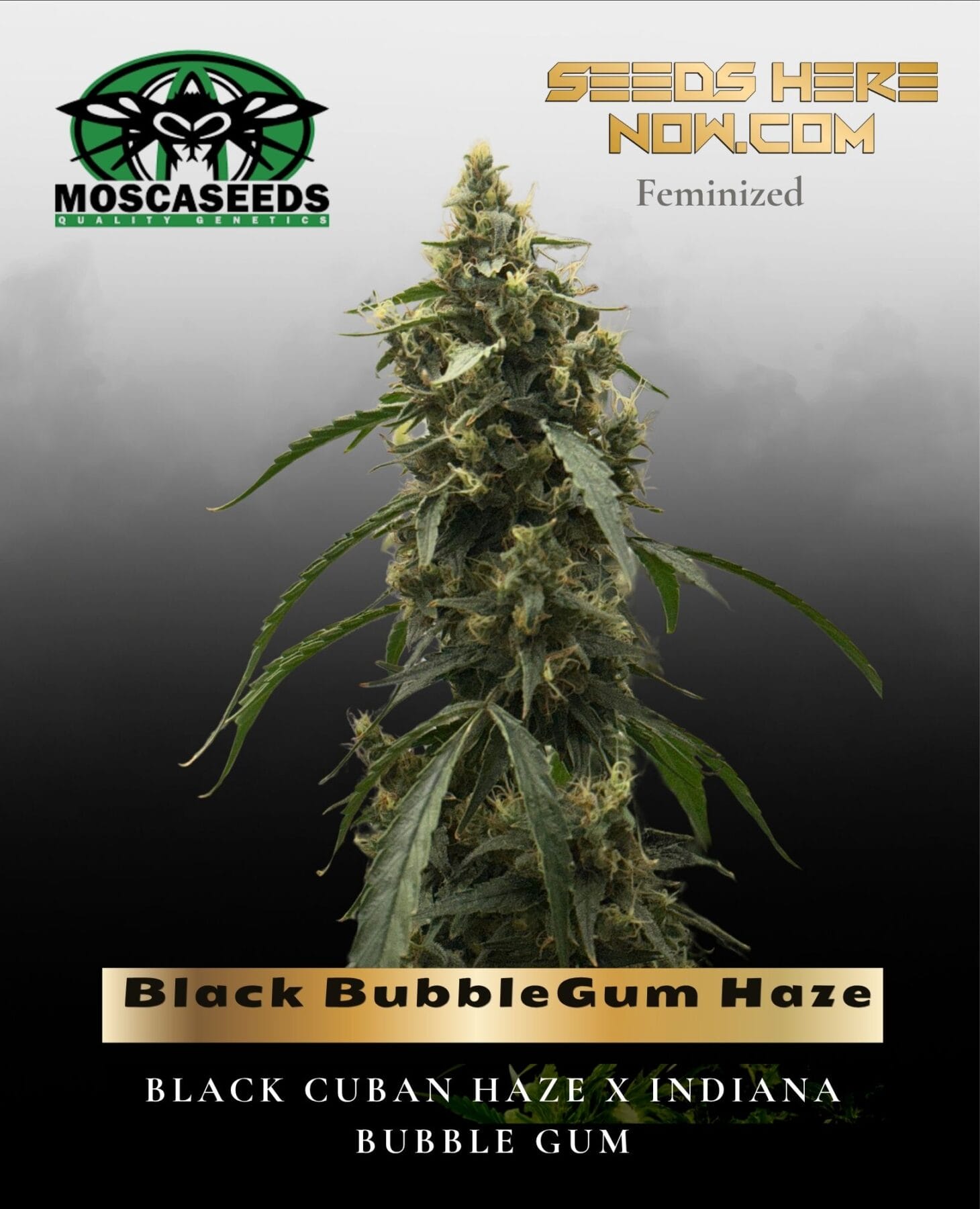 Black BubbleGum Haze (Feminized) - Mosca Seeds