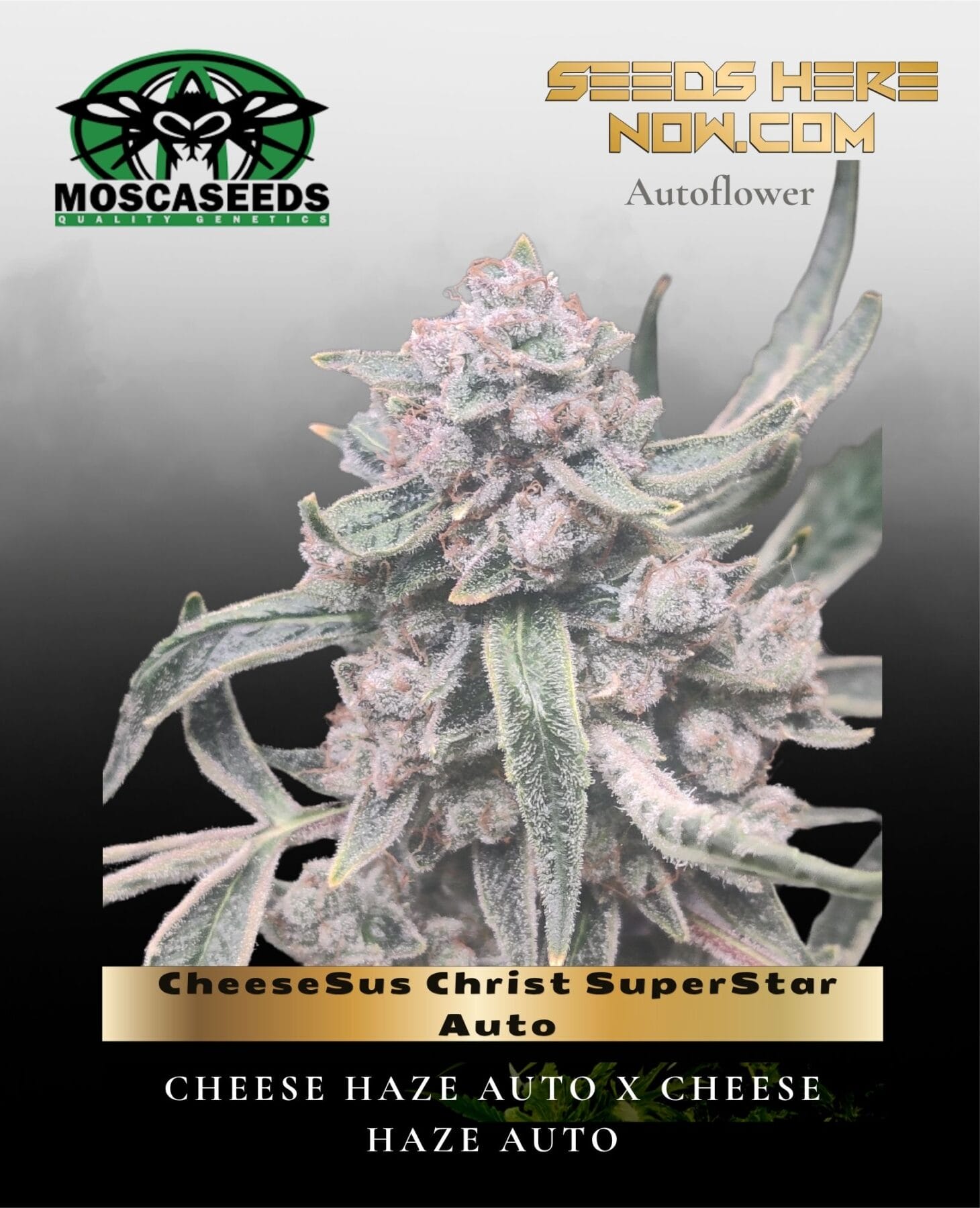 CheeseSus Christ SuperStar Auto (Feminized) - Mosca Seeds
