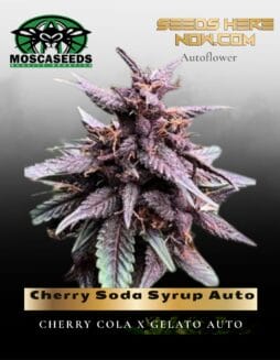 Cherry Soda Syrup Auto (Feminized) (space) Mosca Seeds