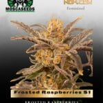 Frosted Raspberries S1 (Feminized) - Mosca Seeds
