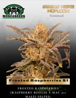 Frosted Raspberries S1 (Feminized) (space) Mosca Seeds