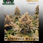 Forbidden Boogie (Feminized) - Mosca Seeds
