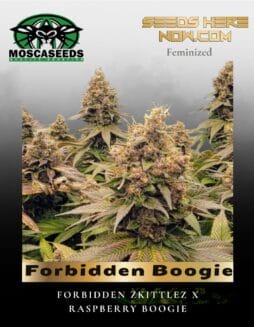 Forbidden Boogie (Feminized) (space) Mosca Seeds