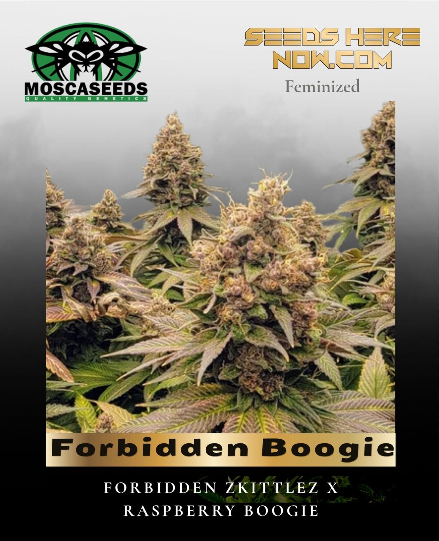 Forbidden Boogie (Feminized) - Mosca Seeds