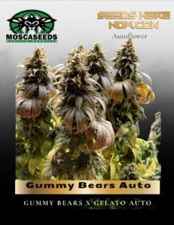Gummy Bears Auto (Feminized) (space) Mosca Seeds