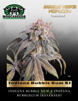 Indiana Bubble Gum S1 (Feminized) (space) Mosca Seeds