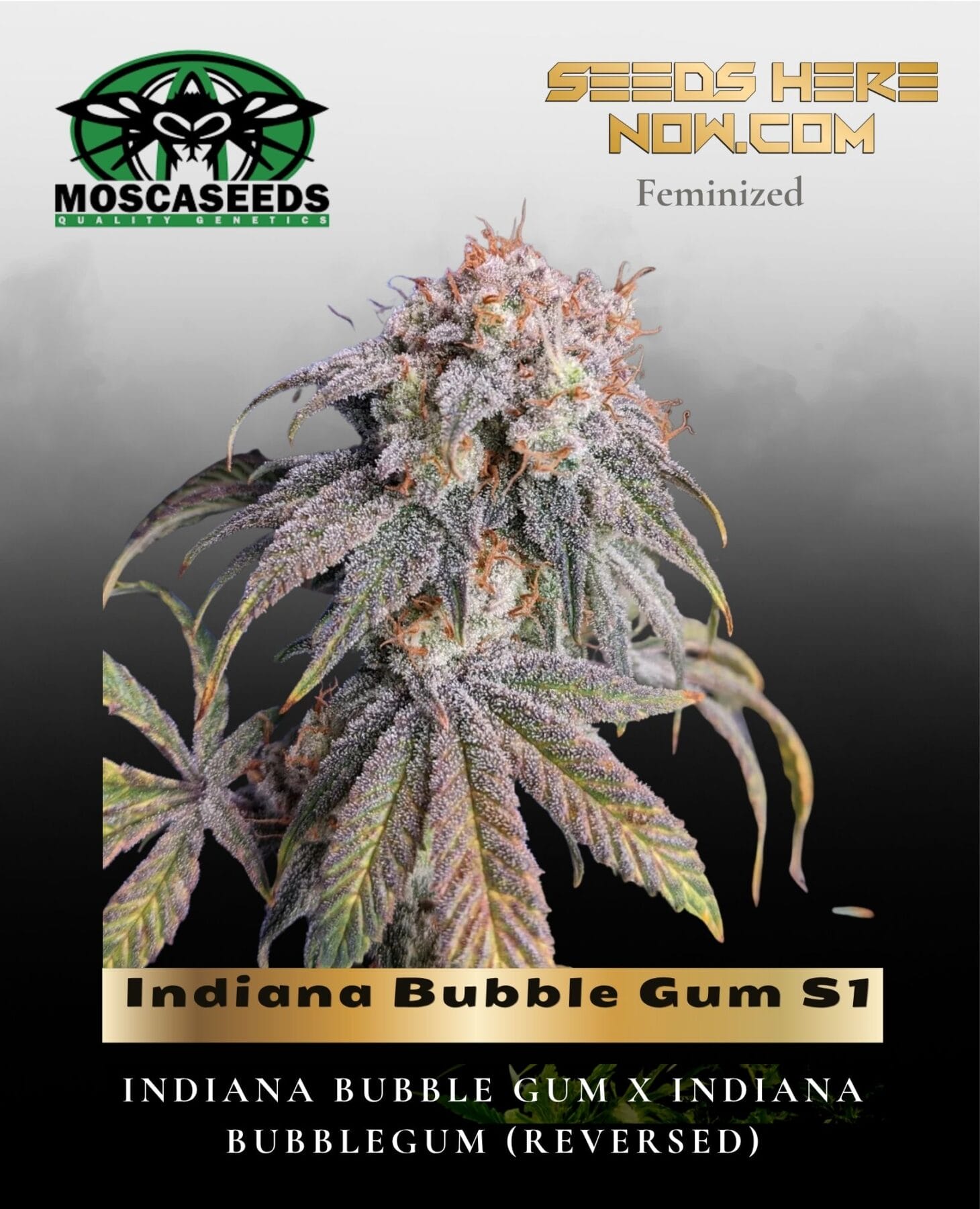Indiana Bubble Gum S1 (Feminized) - Mosca Seeds