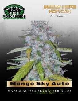 Mango Sky Auto (Feminized) (space) Mosca Seeds