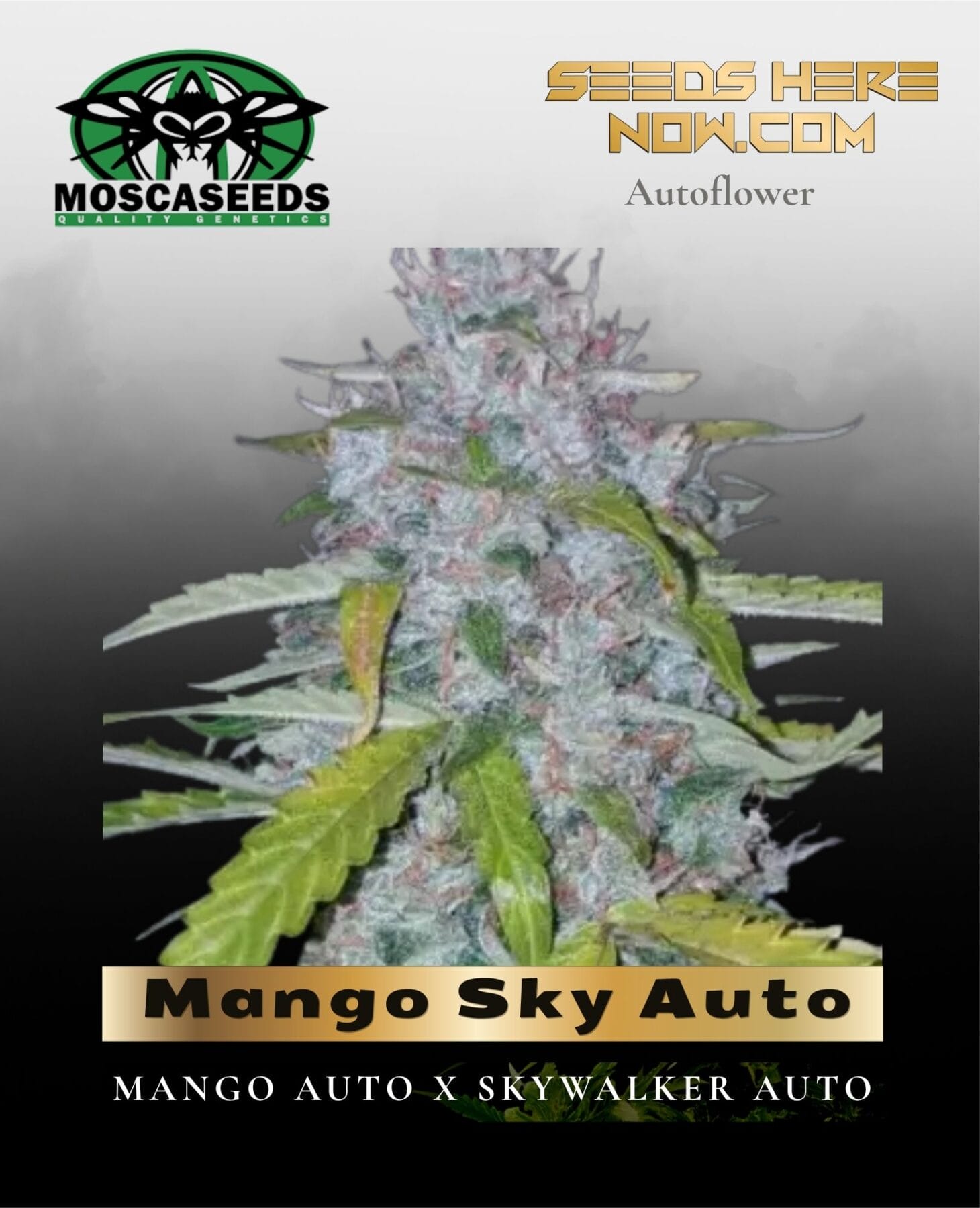 Mango Sky Auto (Feminized) - Mosca Seeds