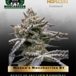 Mosca's Razzberries S1 (Feminized) - Mosca Seeds